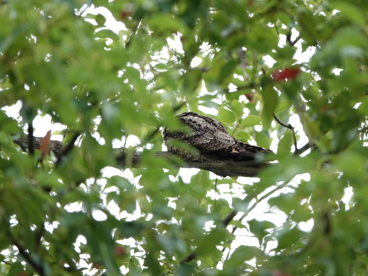 Gray Nightjar - ML645646620
