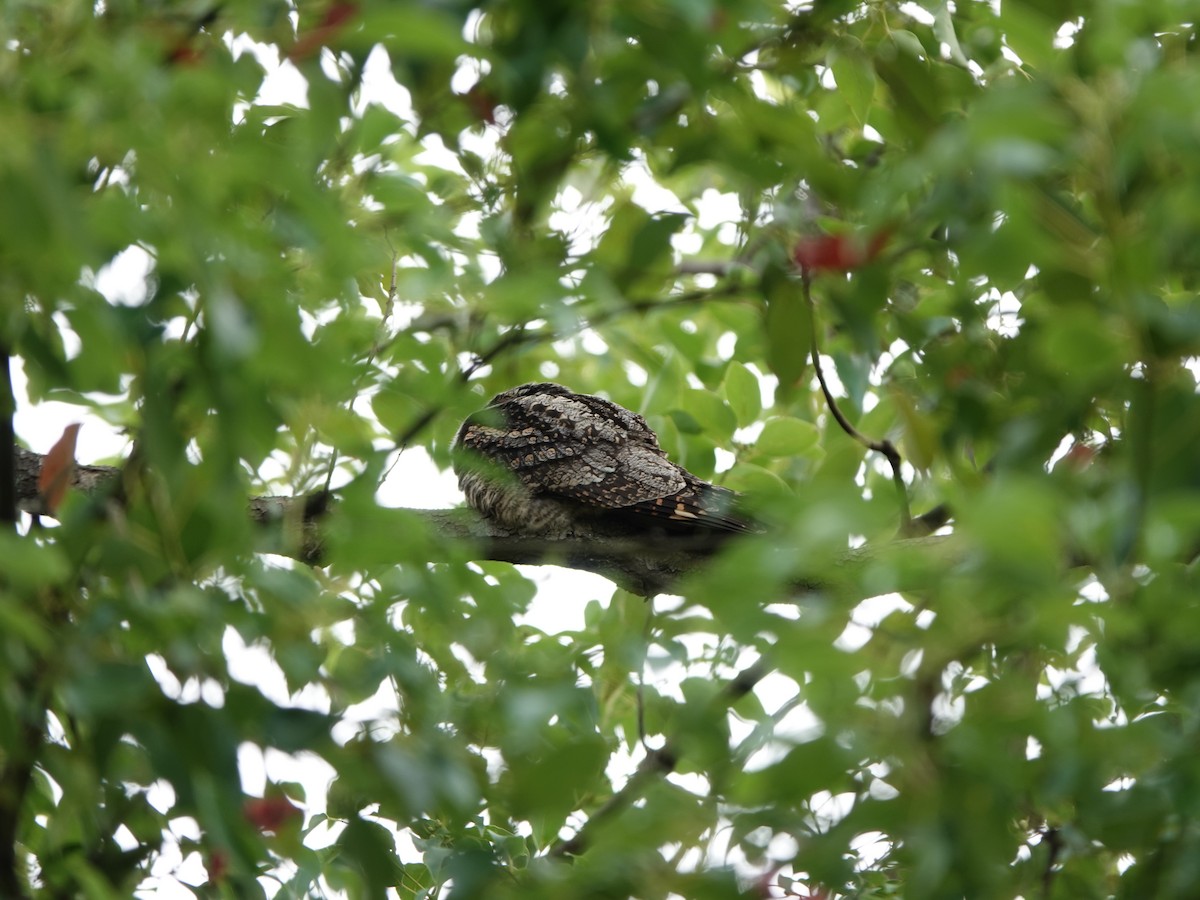 Gray Nightjar - ML645646621