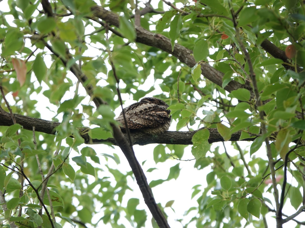 Gray Nightjar - ML645646622