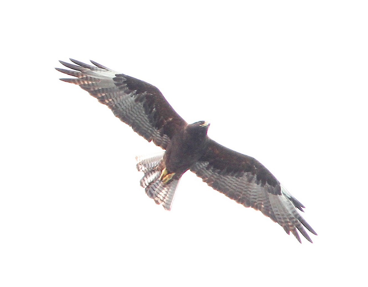 Galapagos Hawk - ML645646632