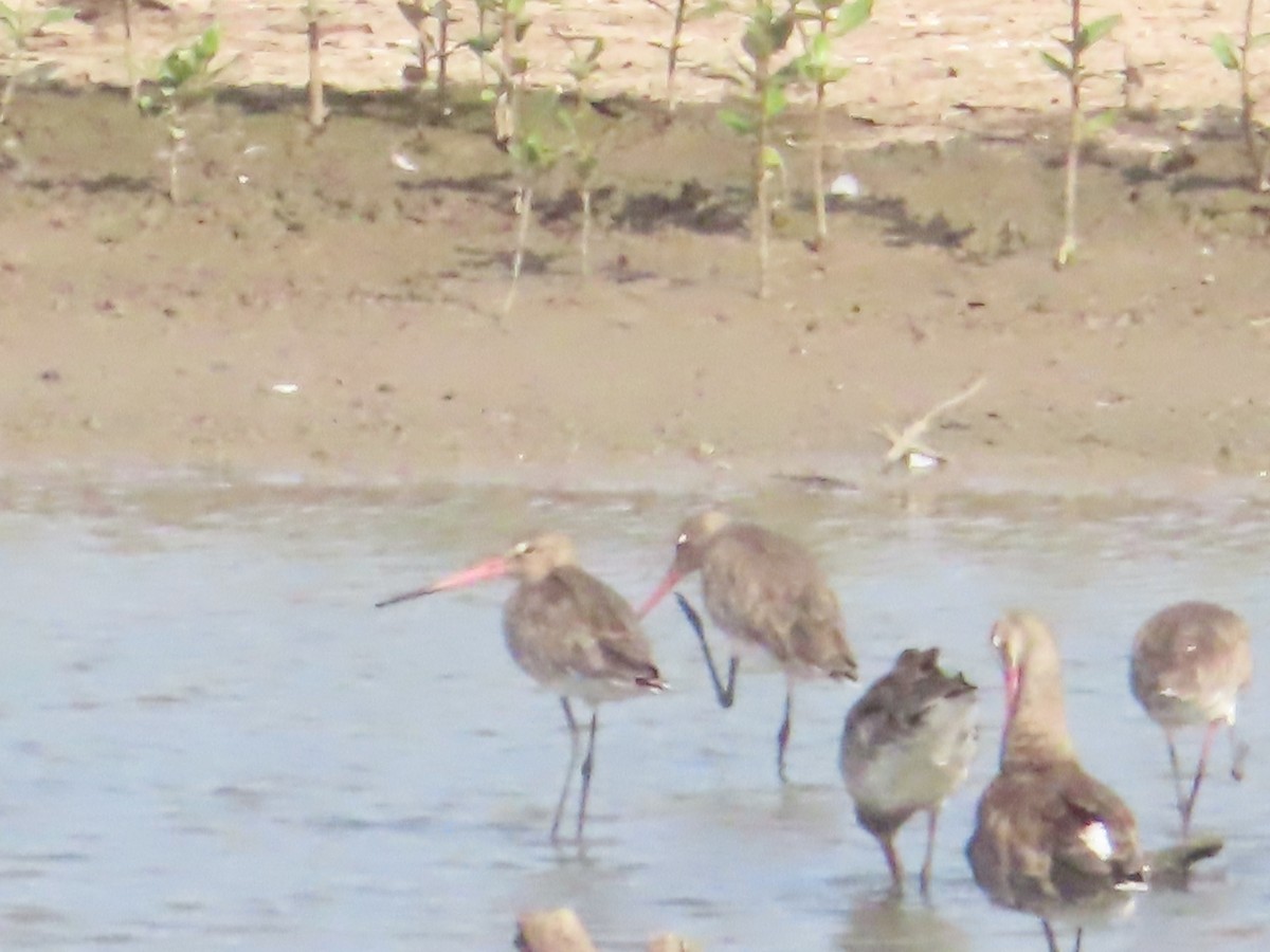 Black-tailed Godwit - ML645646637