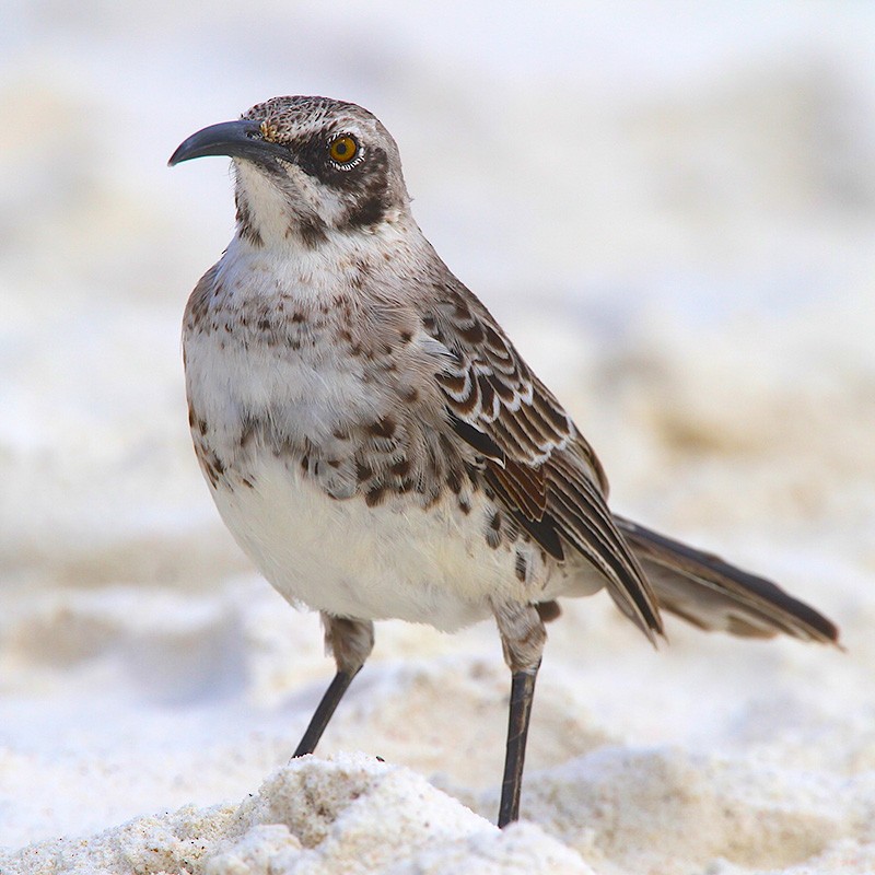 Española Mockingbird - ML645646639