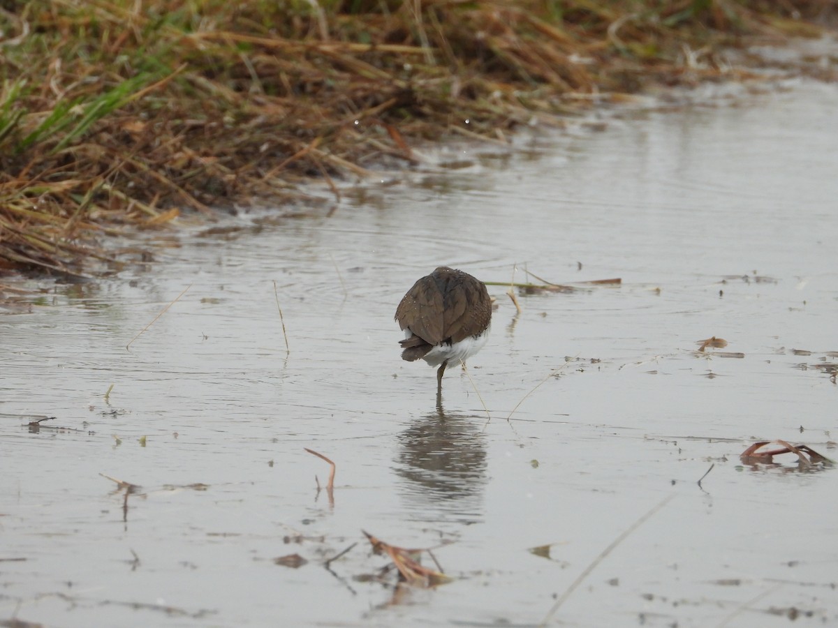 Common Sandpiper - ML645646651