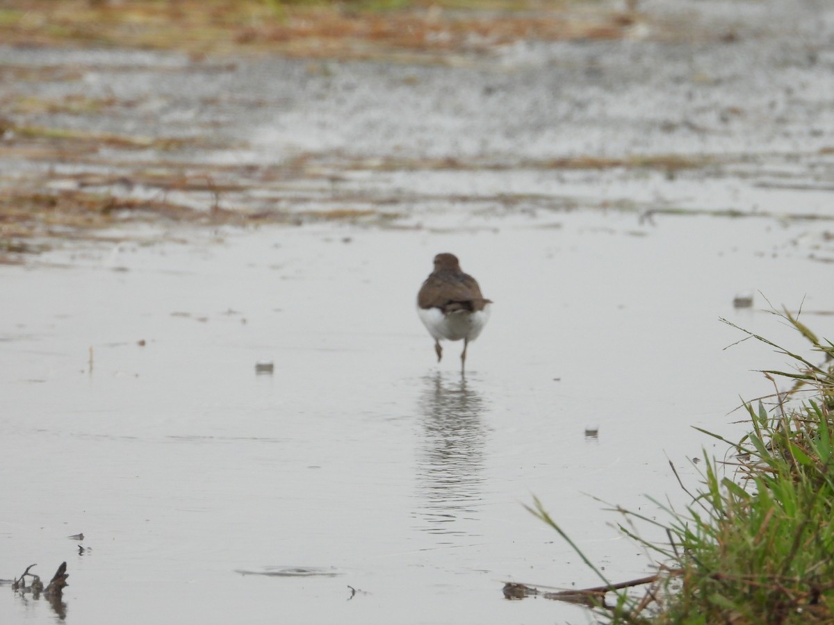 Common Sandpiper - ML645646652