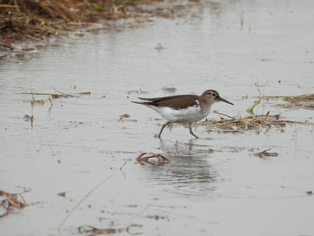 Common Sandpiper - ML645646653