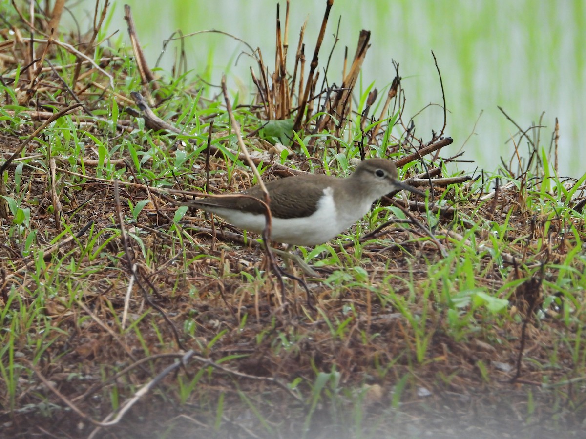 Common Sandpiper - ML645646654