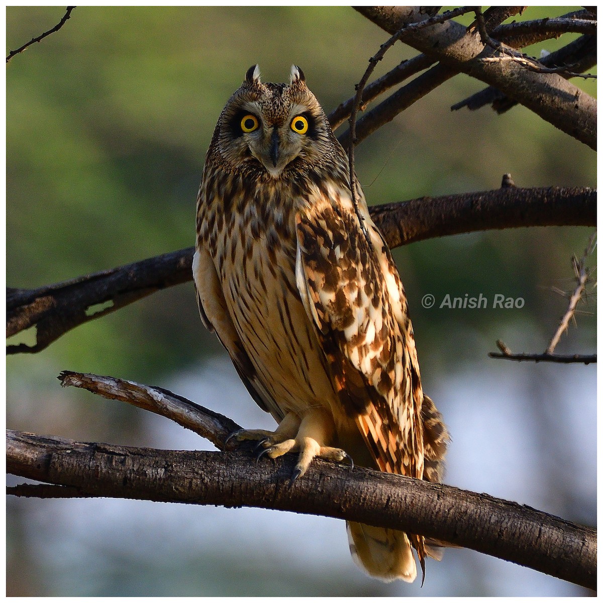 Short-eared Owl - ML645646657
