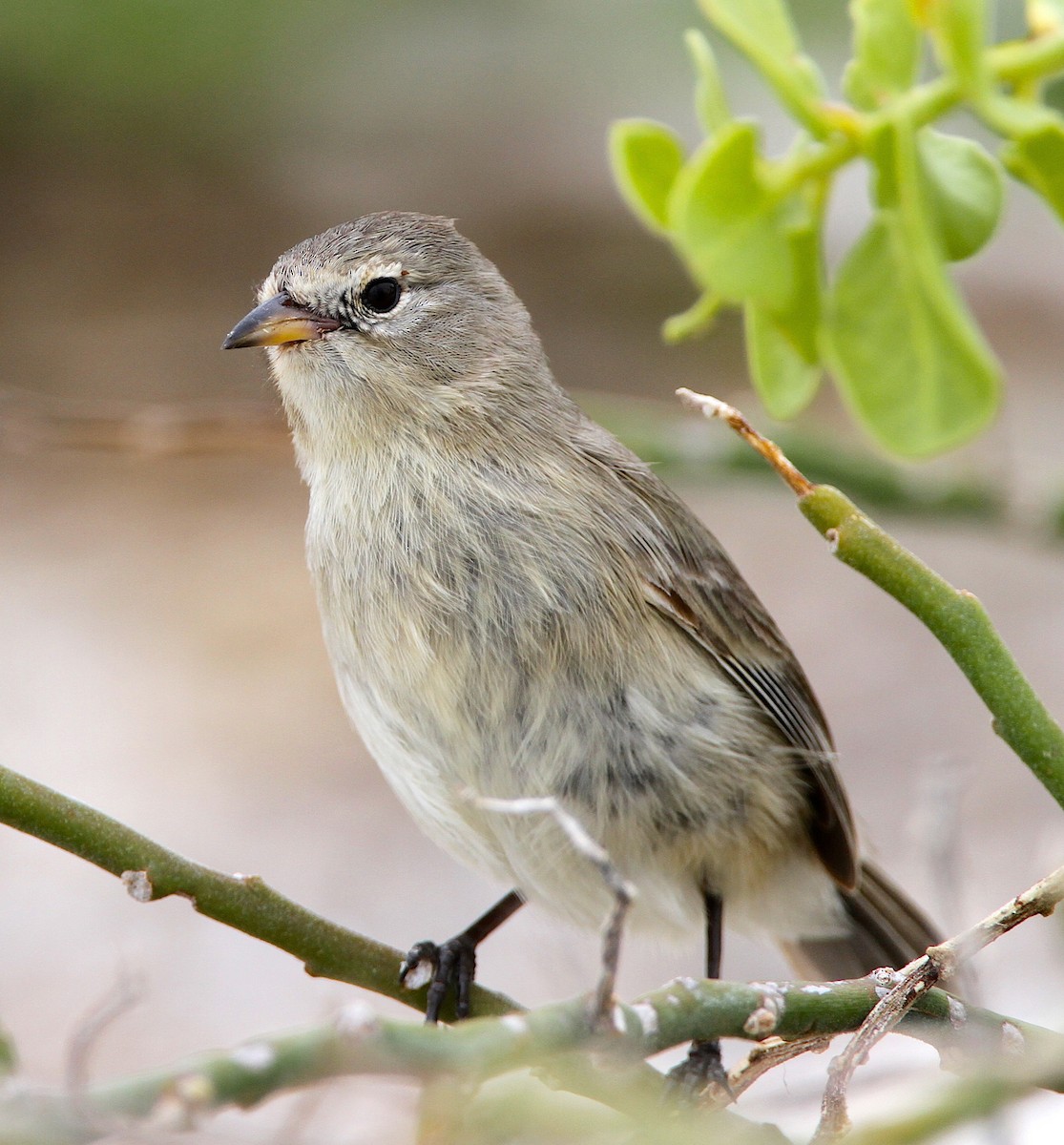 Gray Warbler-Finch - ML645646661