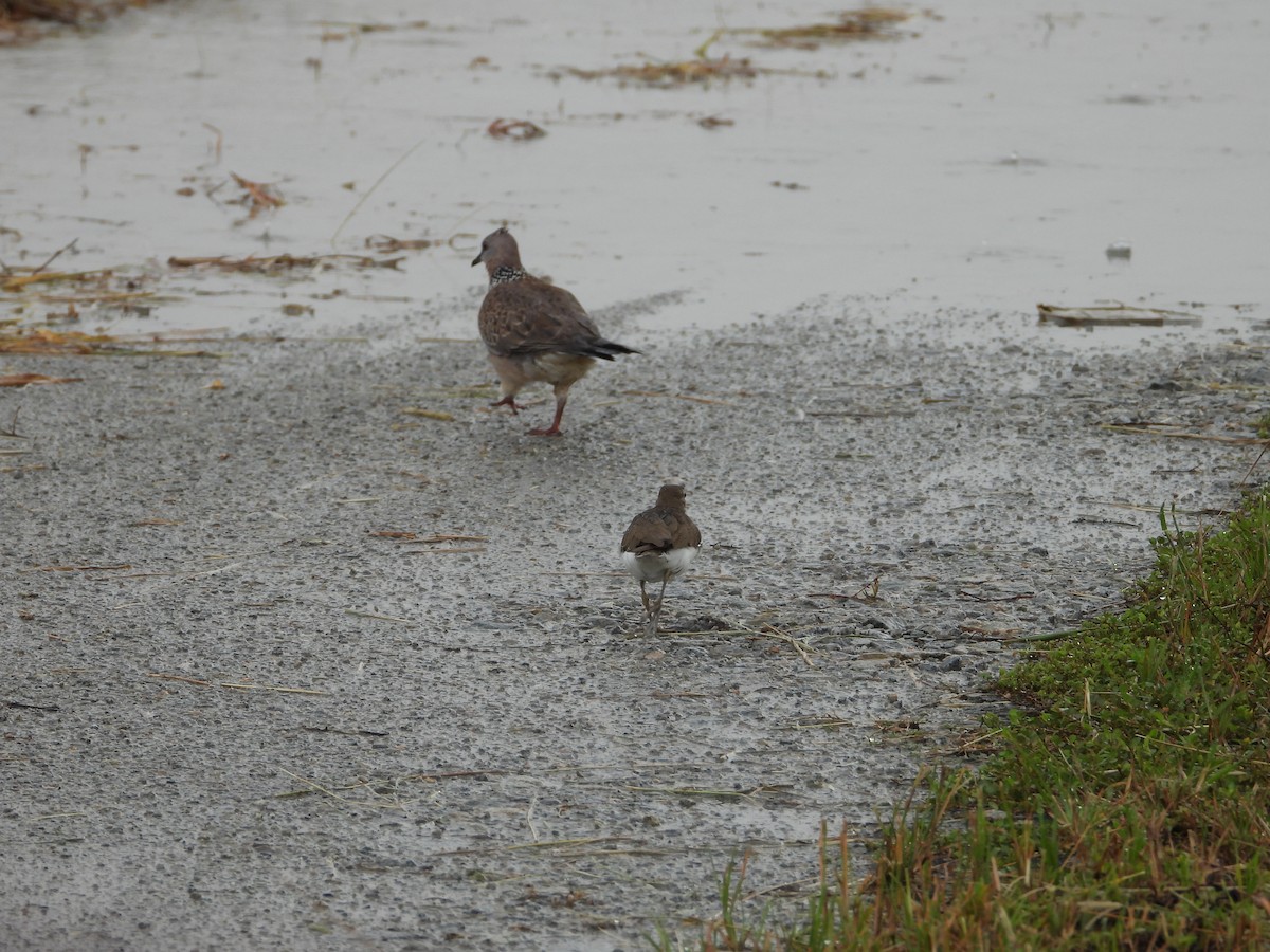 Spotted Dove - ML645646667