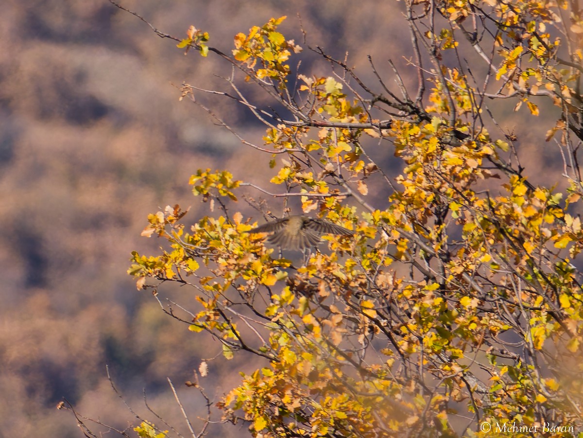 Song Thrush - ML645646678