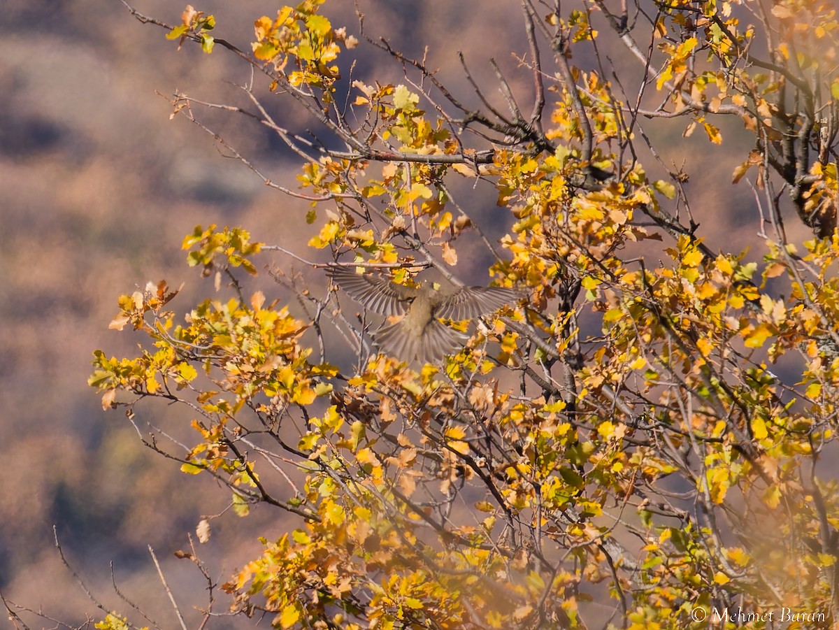 Song Thrush - ML645646679