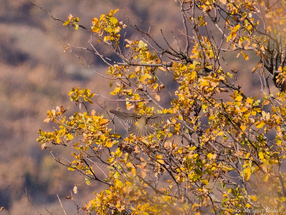 Song Thrush - ML645646680