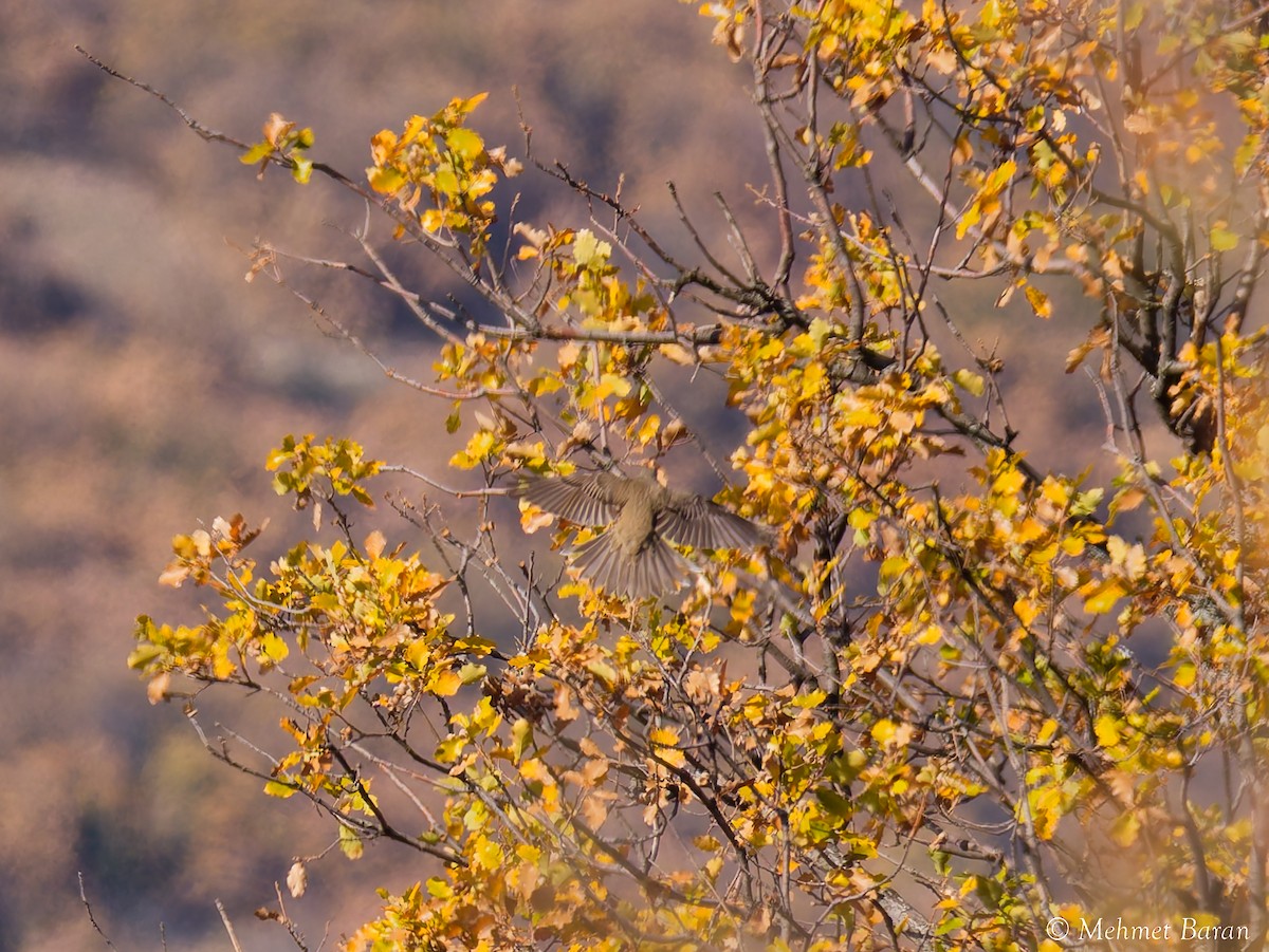 Song Thrush - ML645646682