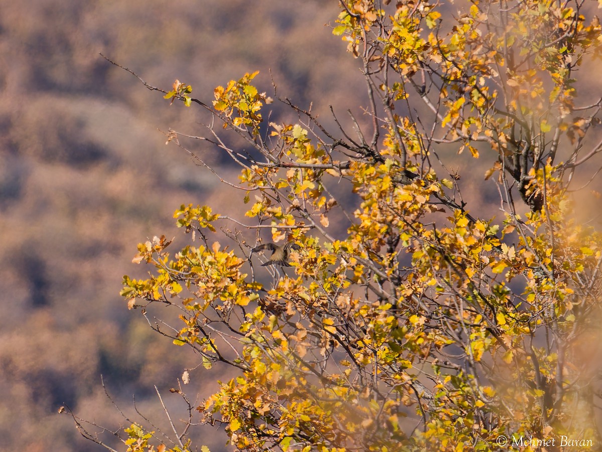 Song Thrush - ML645646683