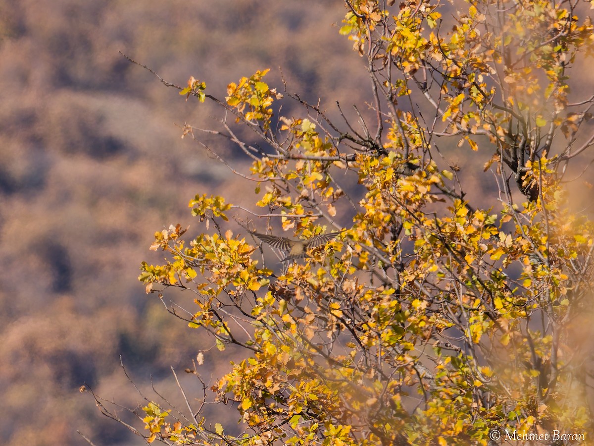 Song Thrush - ML645646684