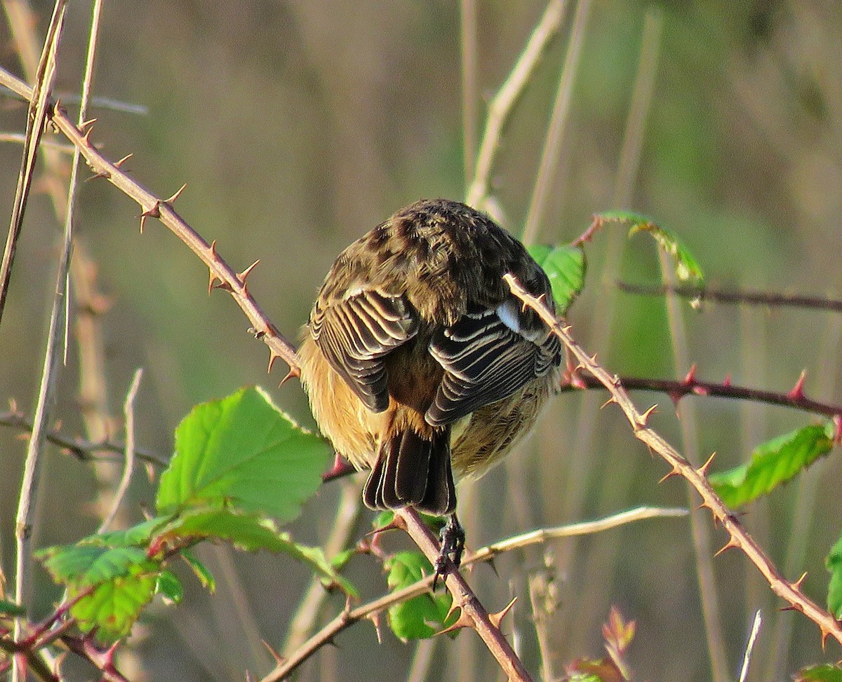 European Stonechat - ML645646688