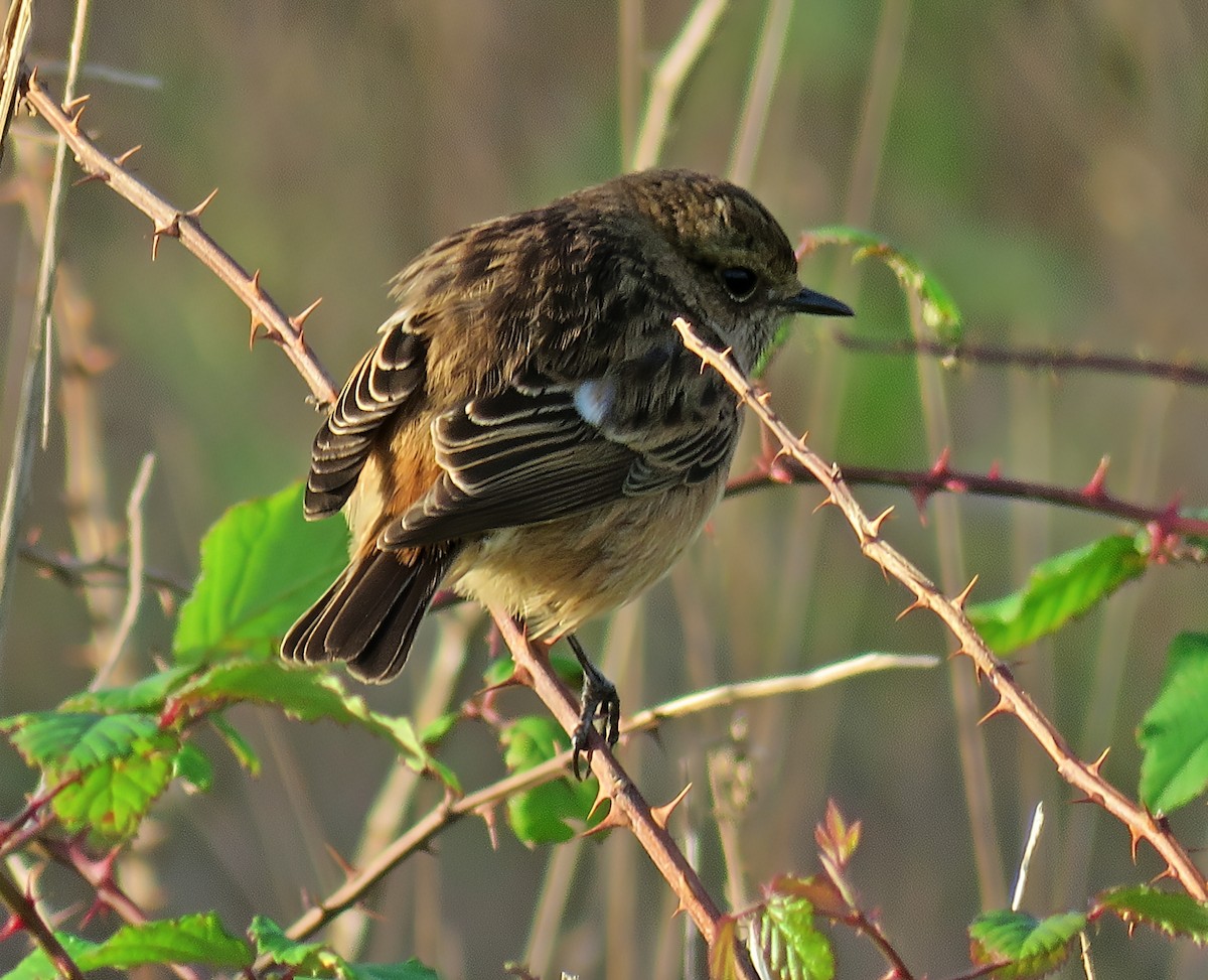 European Stonechat - ML645646689