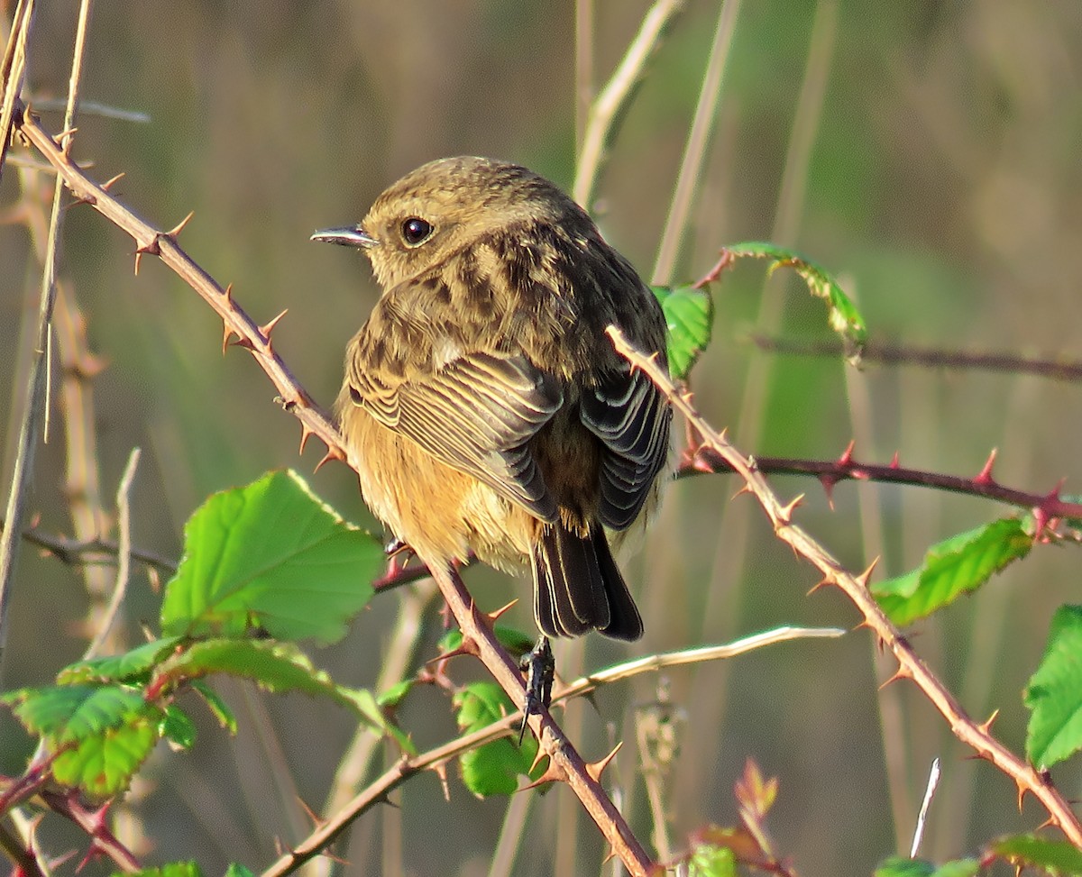 European Stonechat - ML645646690