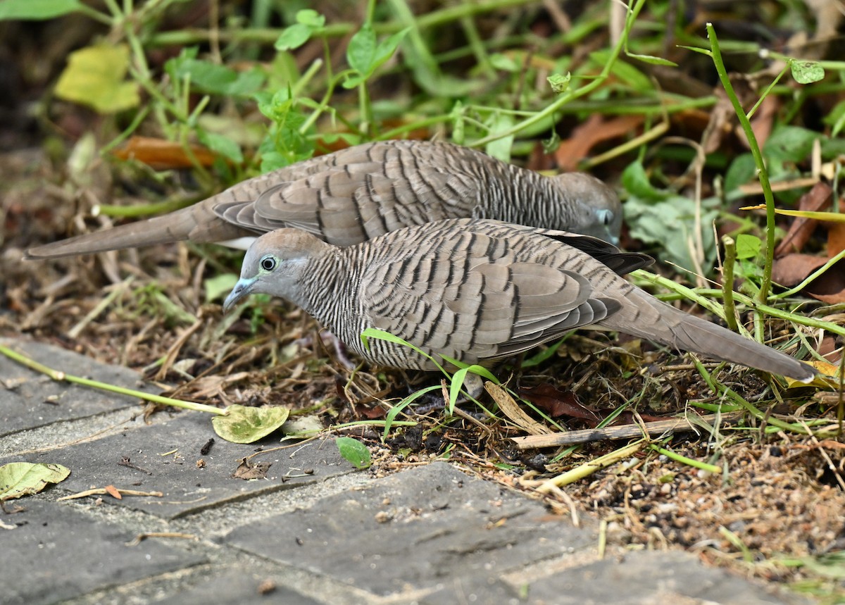Zebra Dove - ML645646691