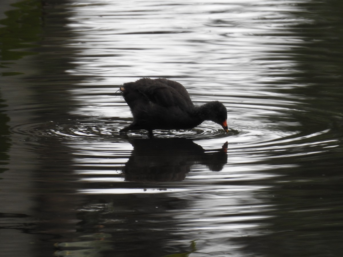 Eurasian Moorhen - ML645646697