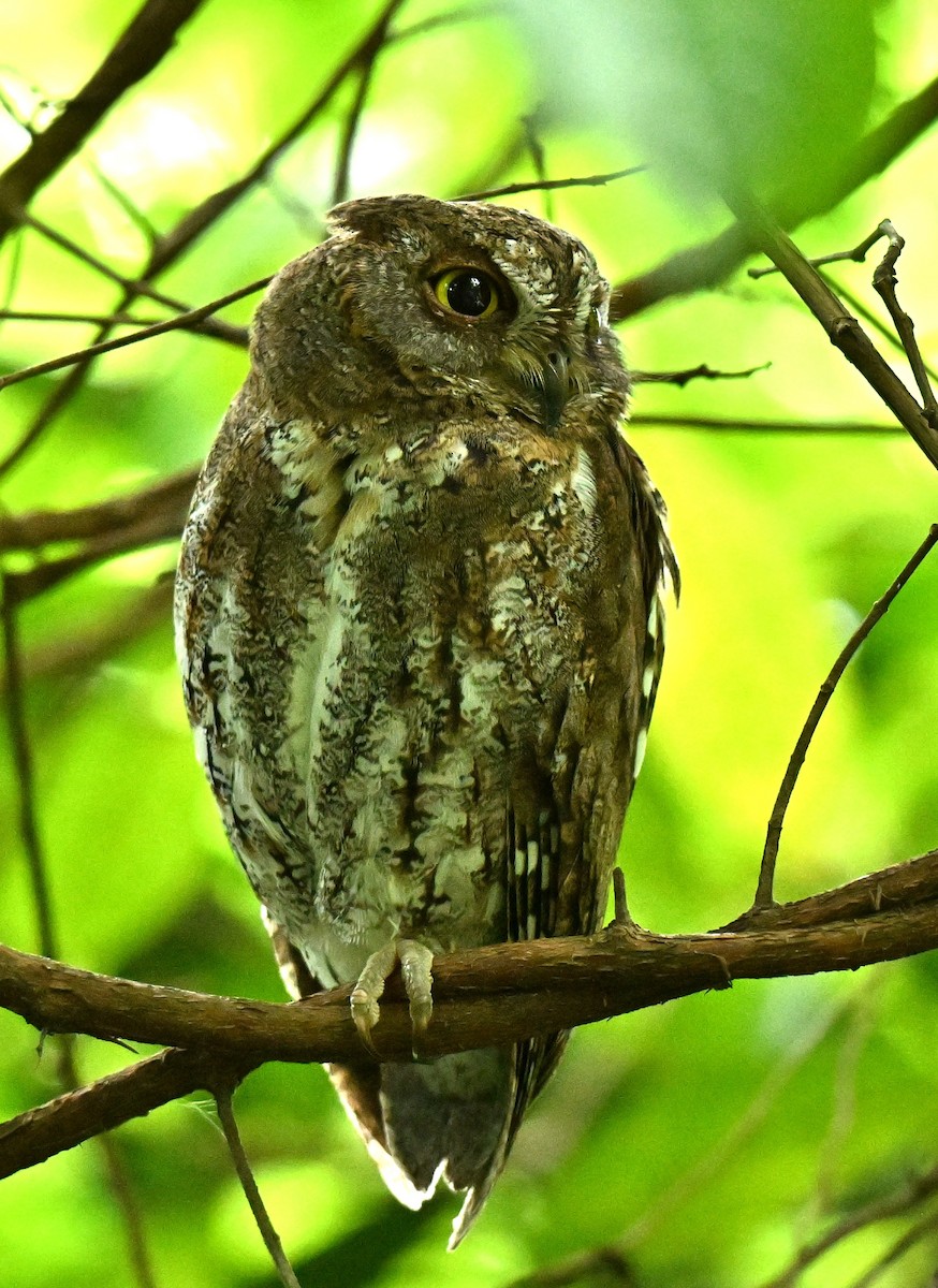 東方角鴞 - ML645646703