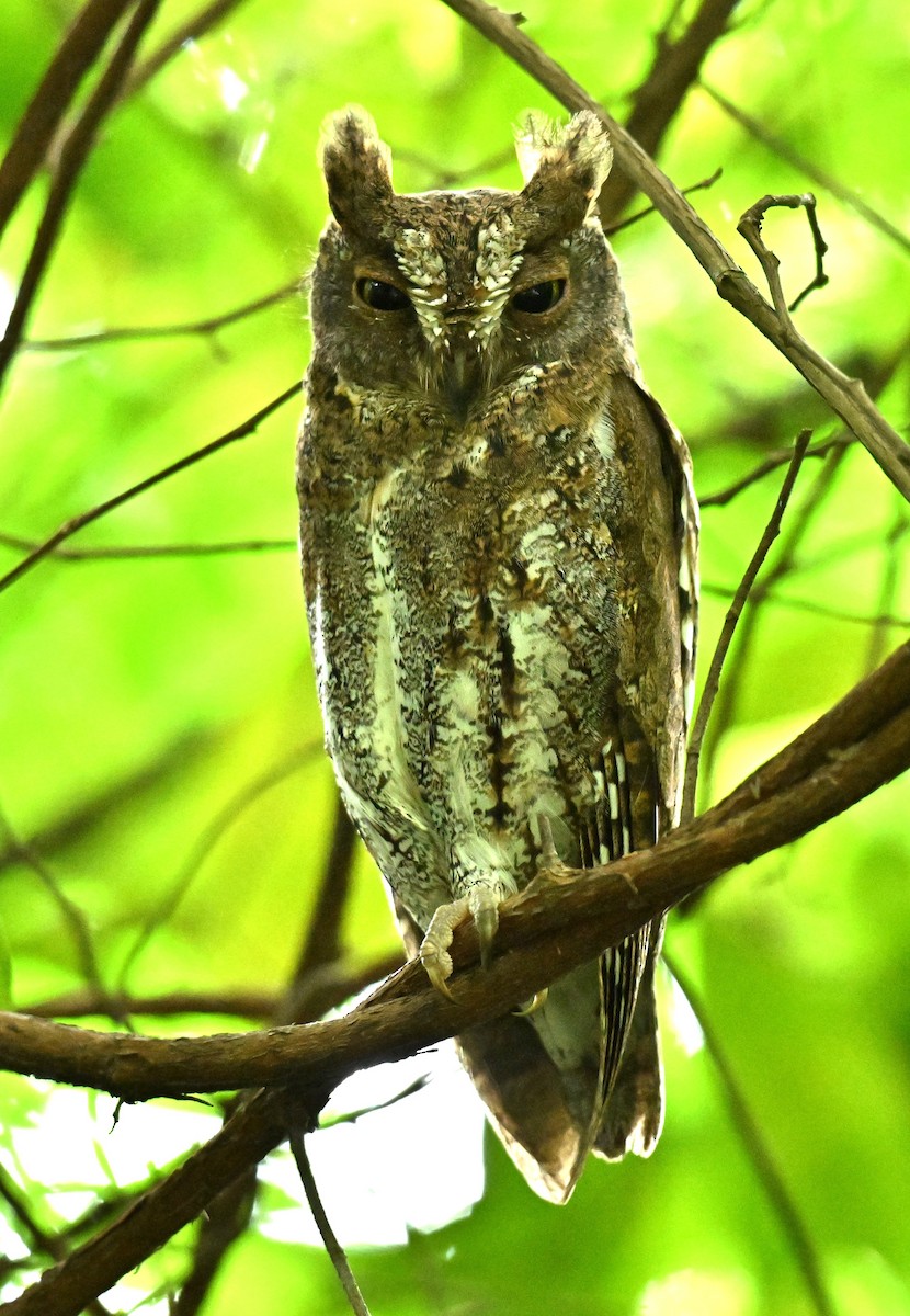 東方角鴞 - ML645646704