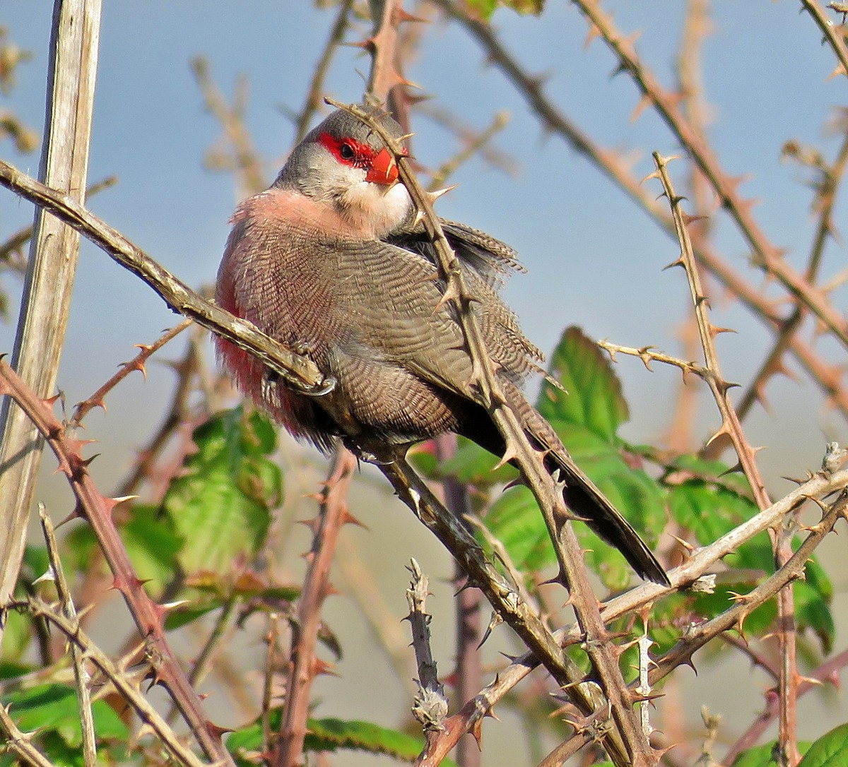 Common Waxbill - ML645646705