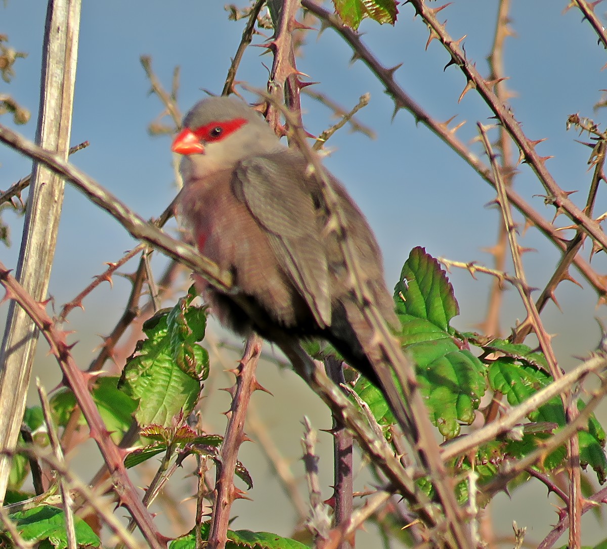 Common Waxbill - ML645646707