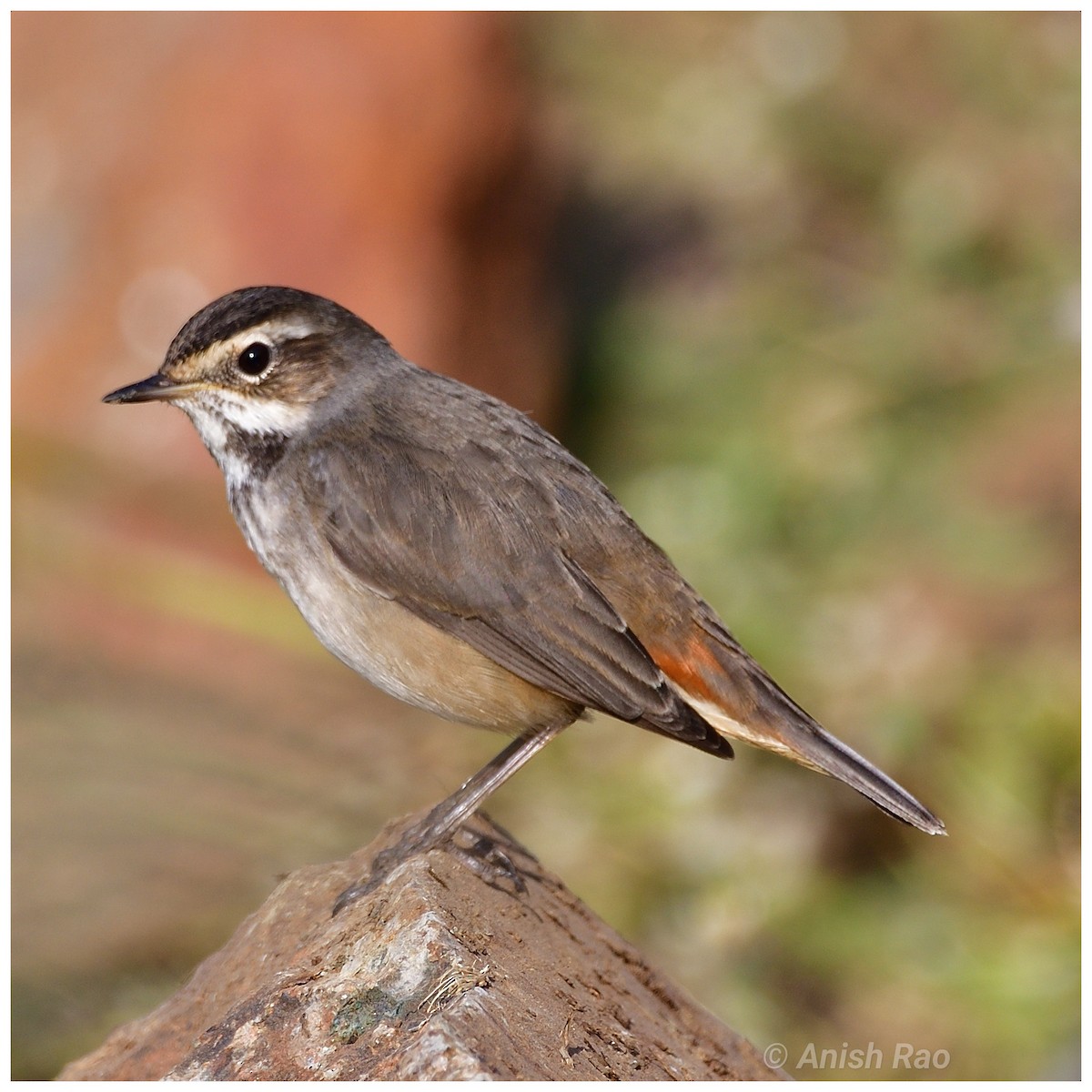Bluethroat - ML645646709