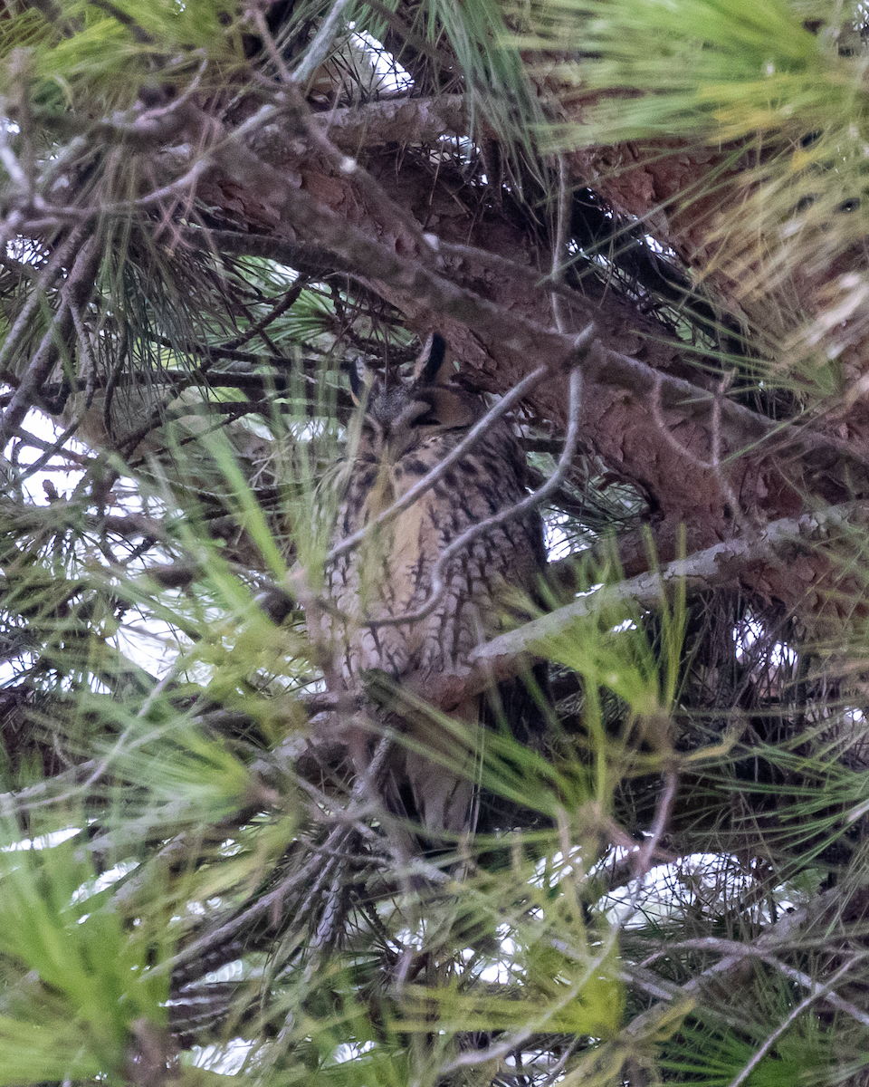 Long-eared Owl - ML645646710