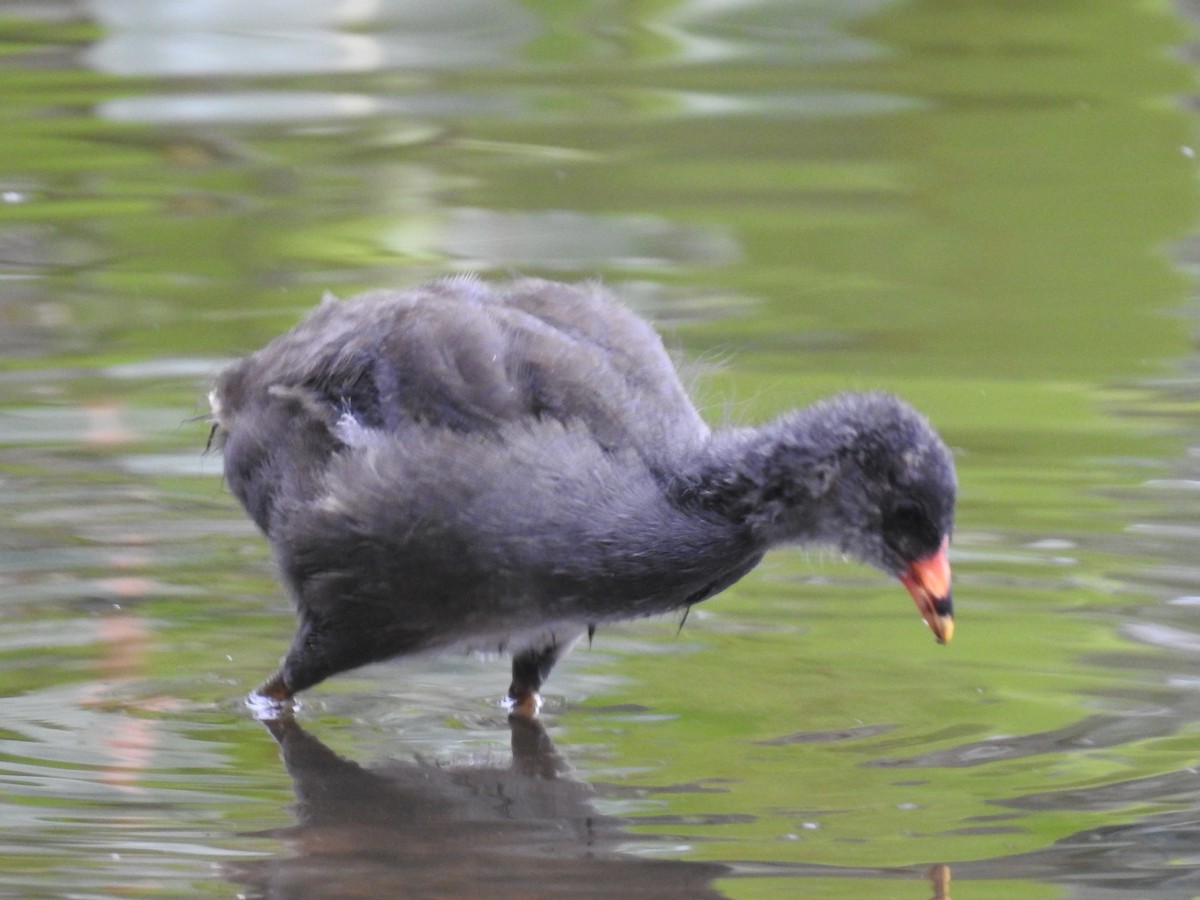 Eurasian Moorhen - ML645646712