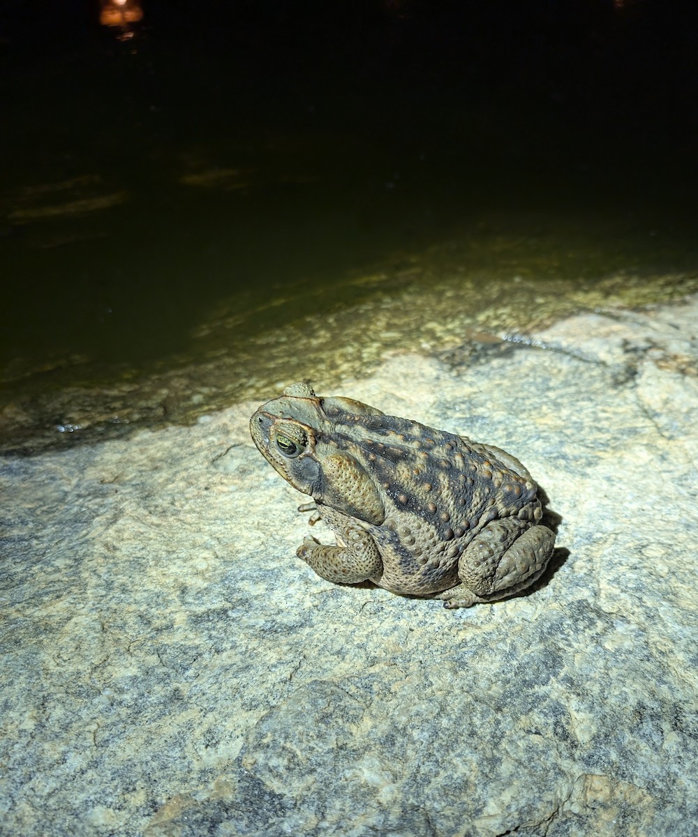 Cane Toad - ML645646715