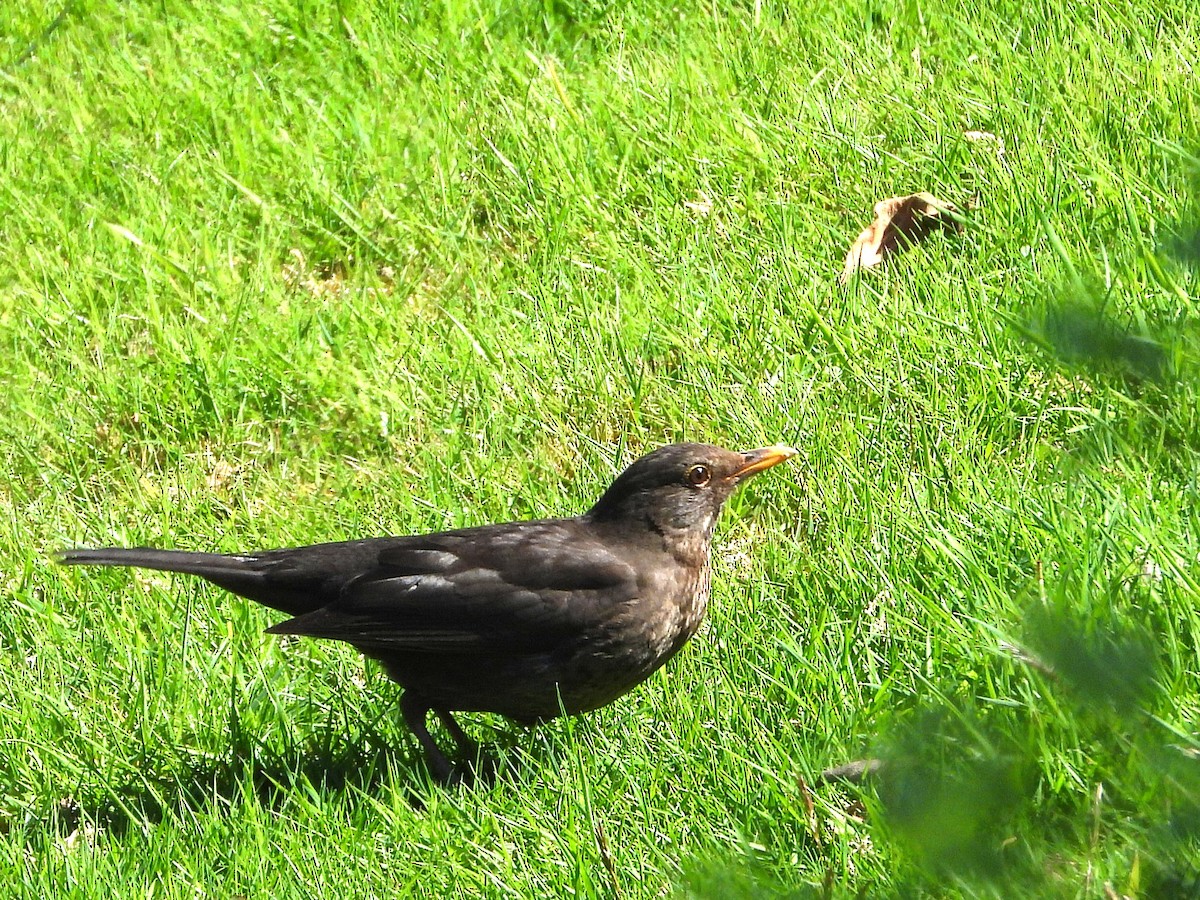 Eurasian Blackbird - ML645646716
