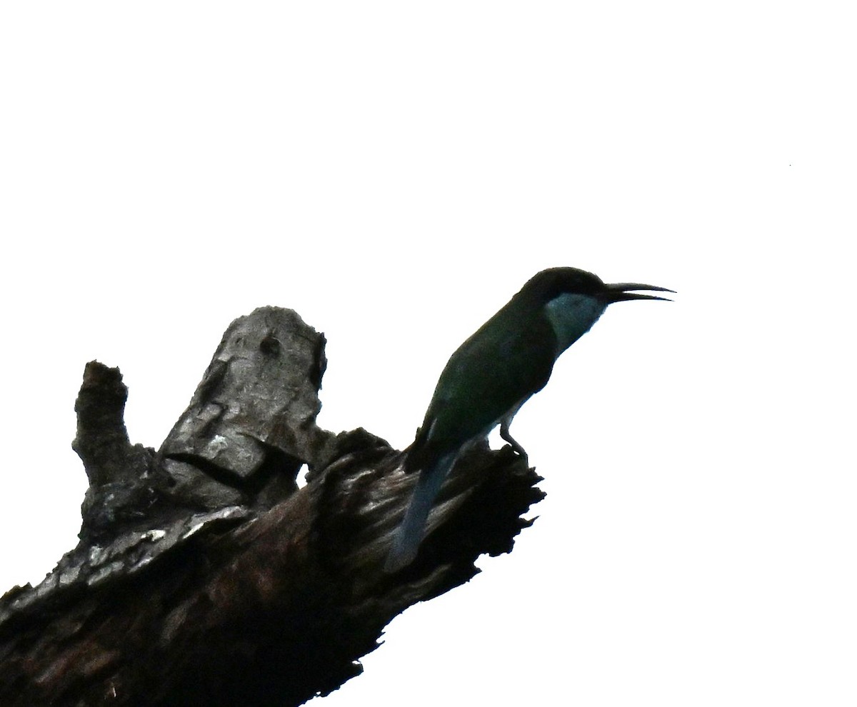 Blue-throated Bee-eater - ML645646718