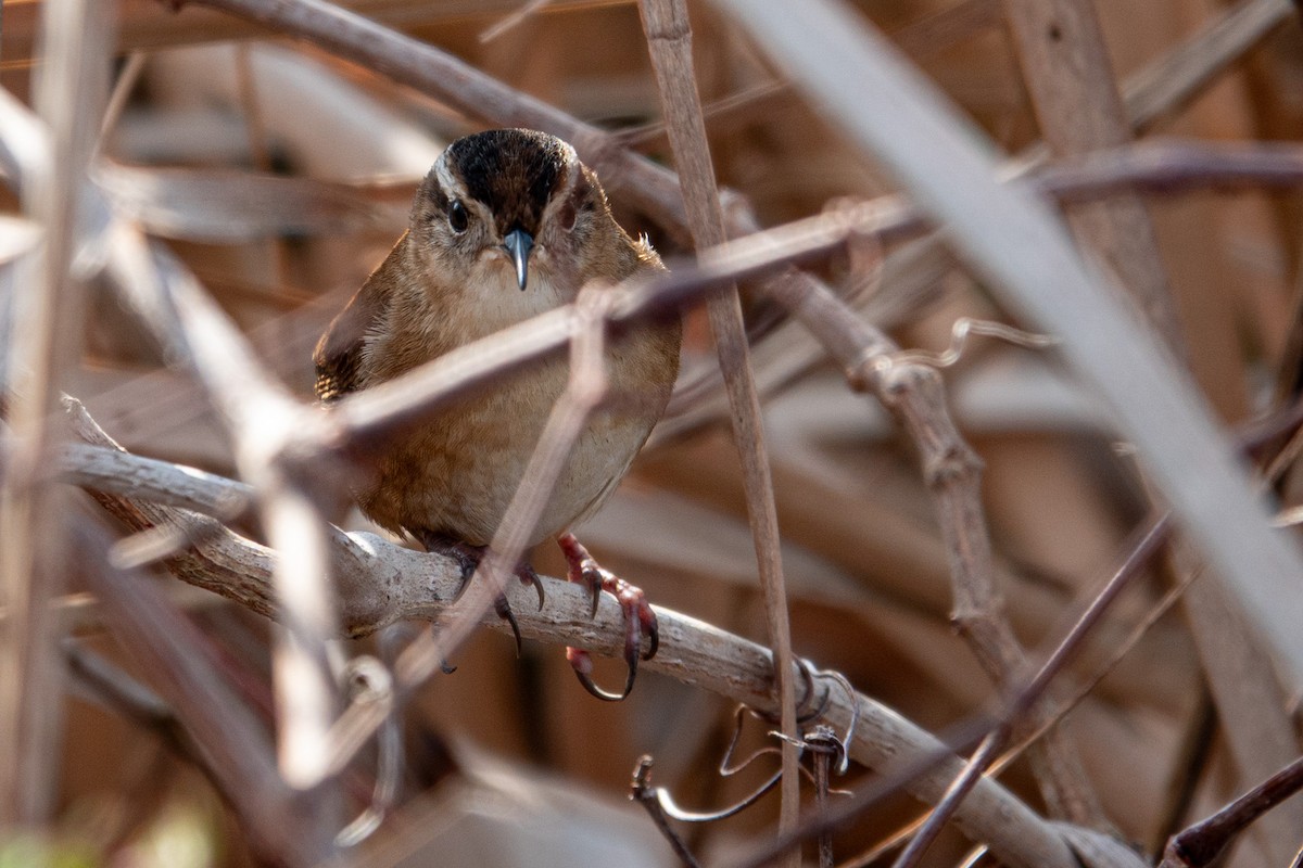 Marsh Wren - ML645646726
