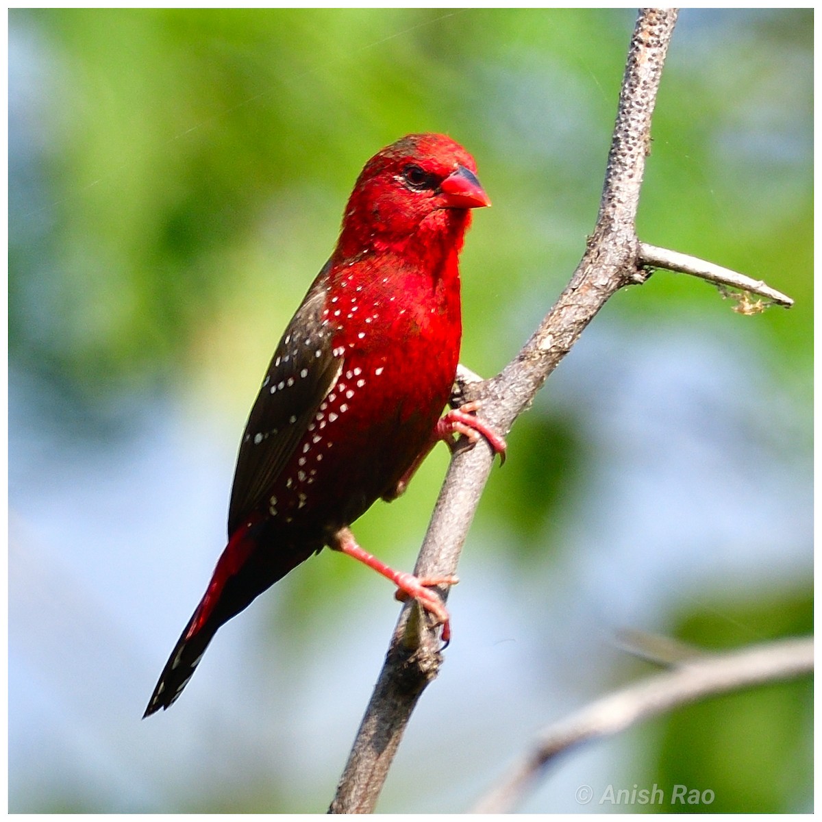 Red Avadavat - ML645646728