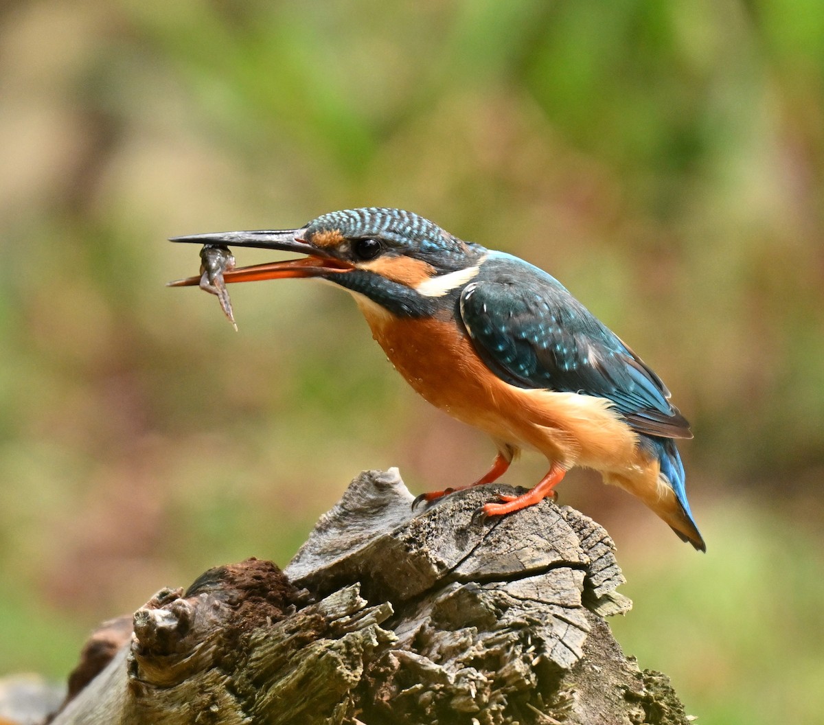 Common Kingfisher - ML645646730