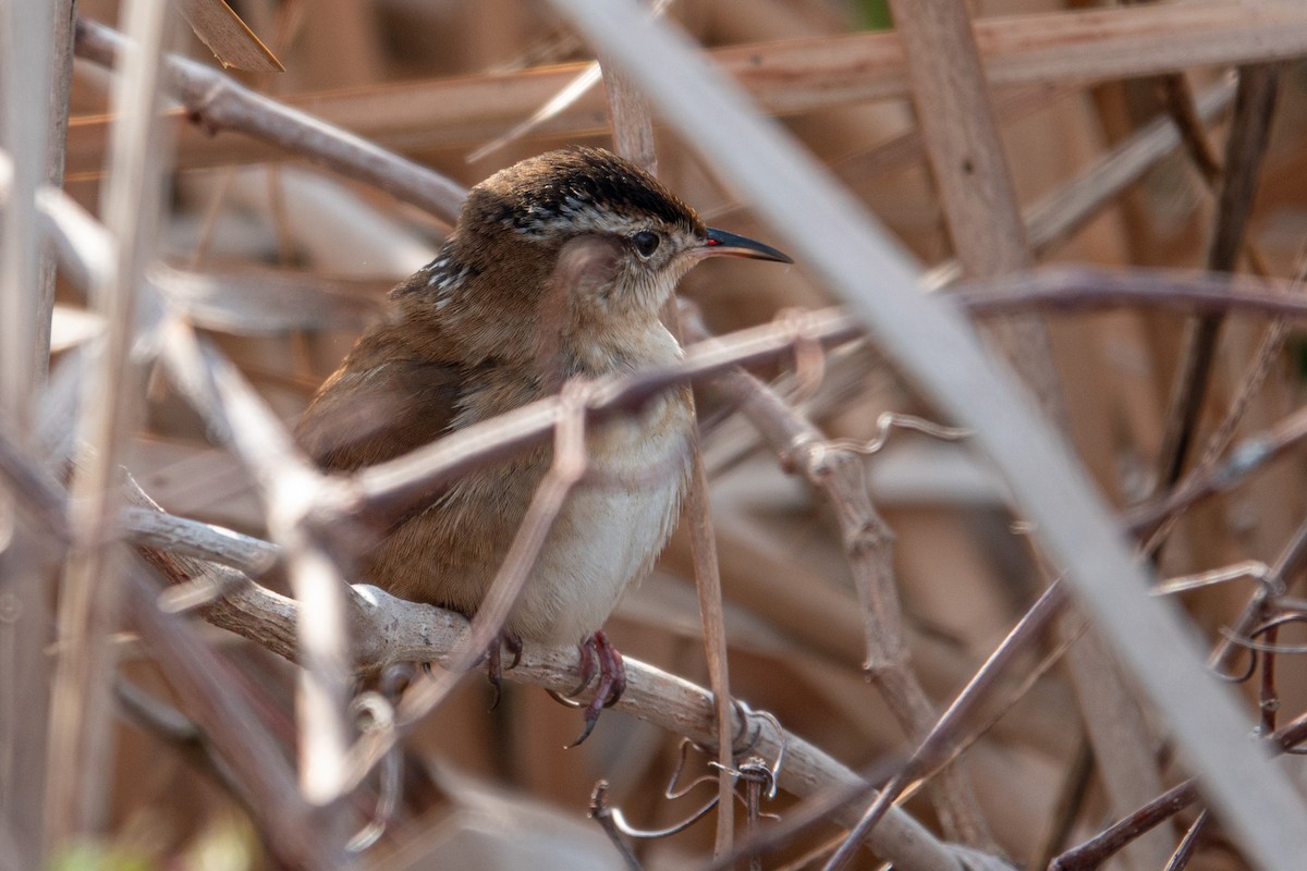 střízlík bažinný - ML645646743