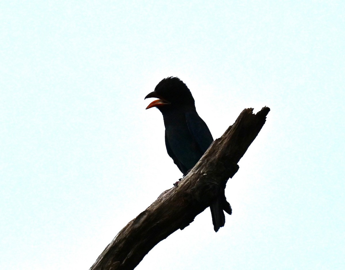 佛法僧 - ML645646754