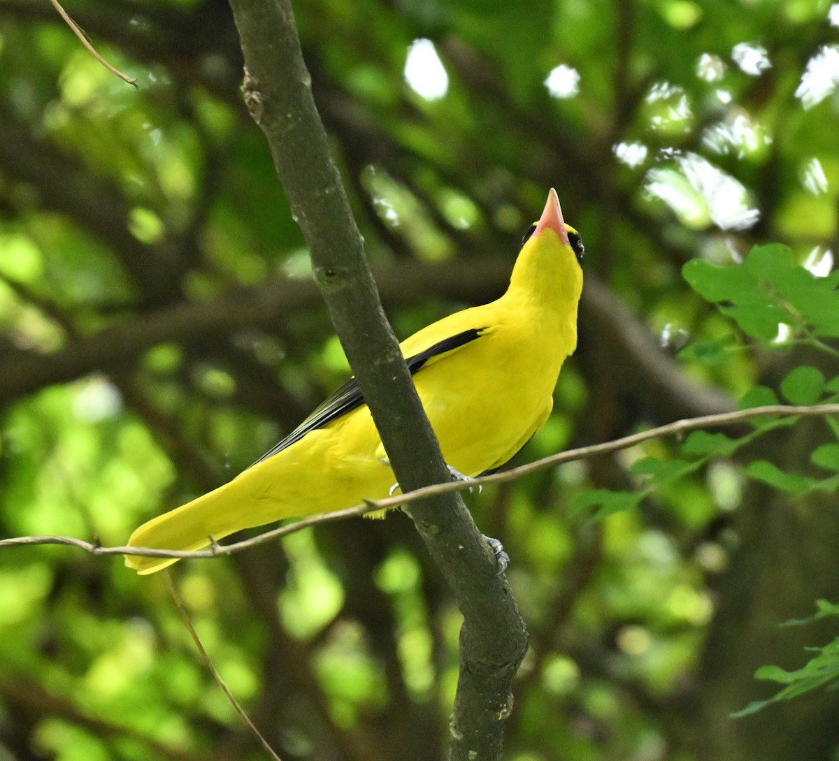 黃鸝 - ML645646756