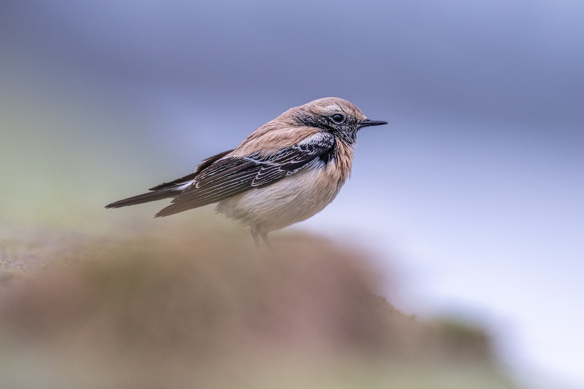 Desert Wheatear - ML645646760
