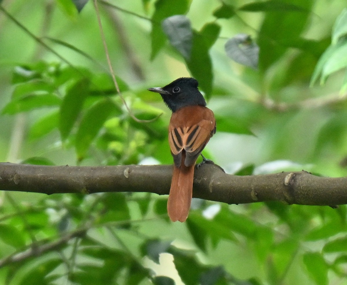 Blyth's Paradise-Flycatcher - ML645646761