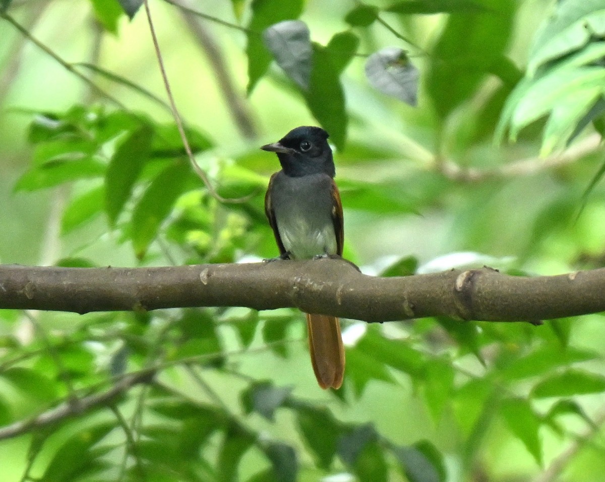 Blyth's Paradise-Flycatcher - ML645646762