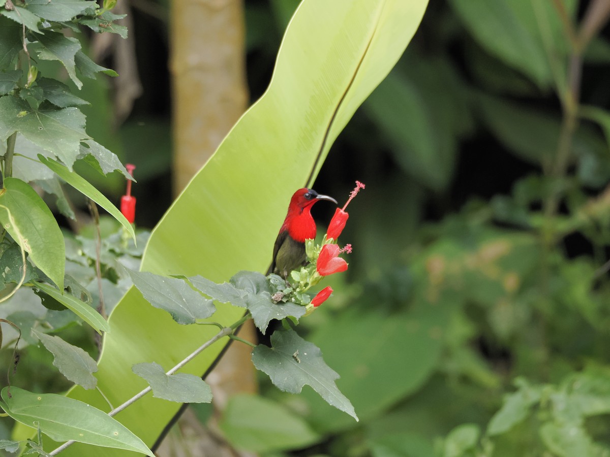 Crimson Sunbird - ML645646769