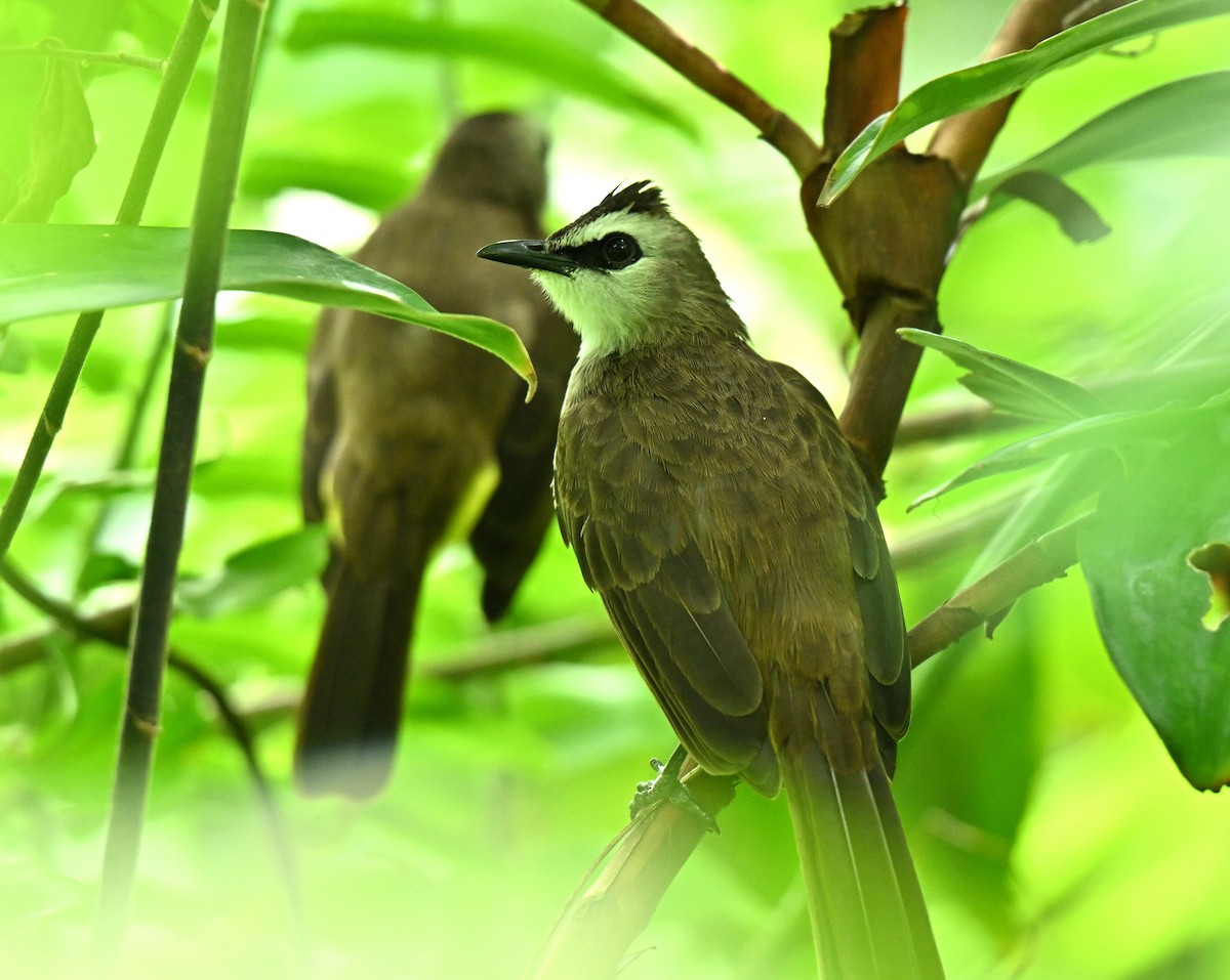 Yellow-vented Bulbul - ML645646773