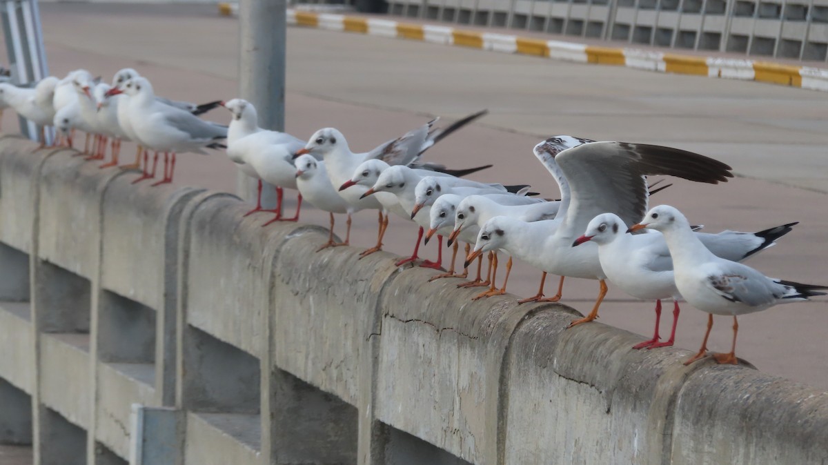 Gaviota Centroasiática - ML645646786