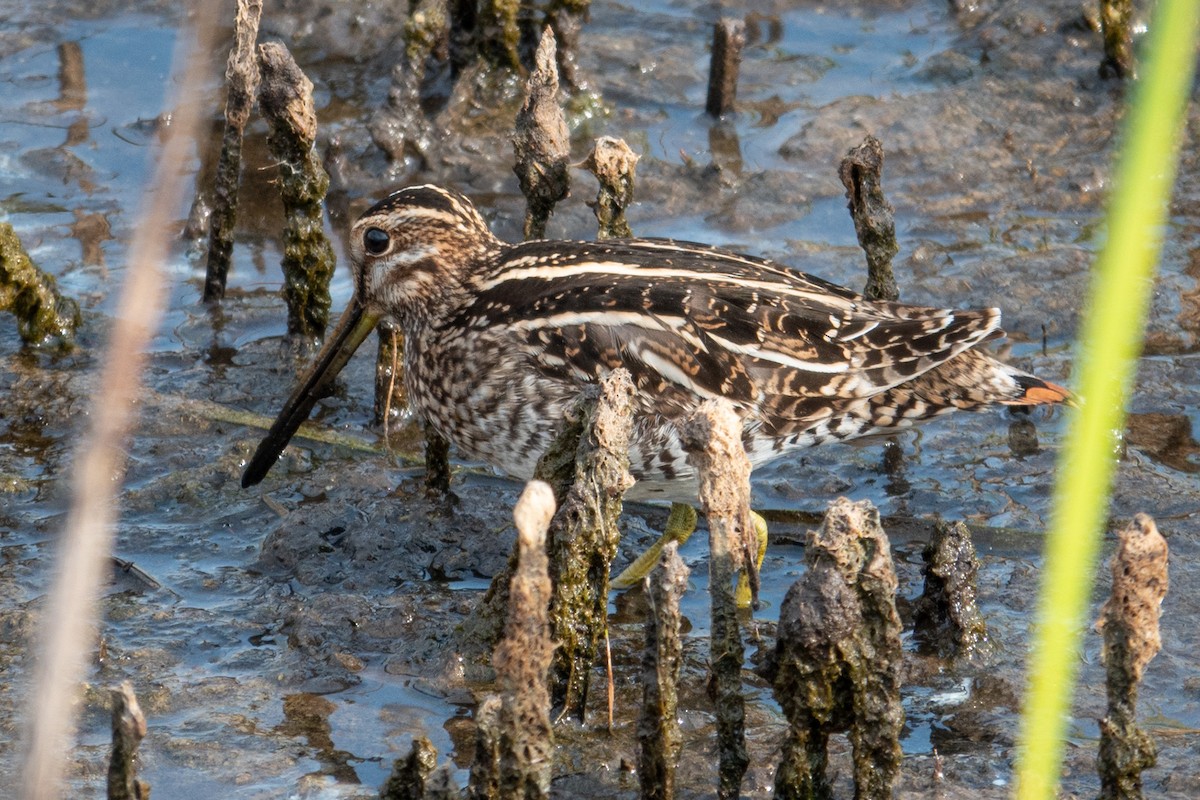 Wilson's Snipe - ML645646795