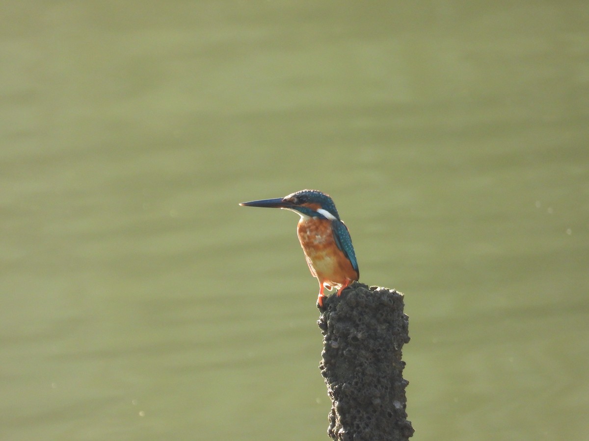 翠鳥 - ML645646798