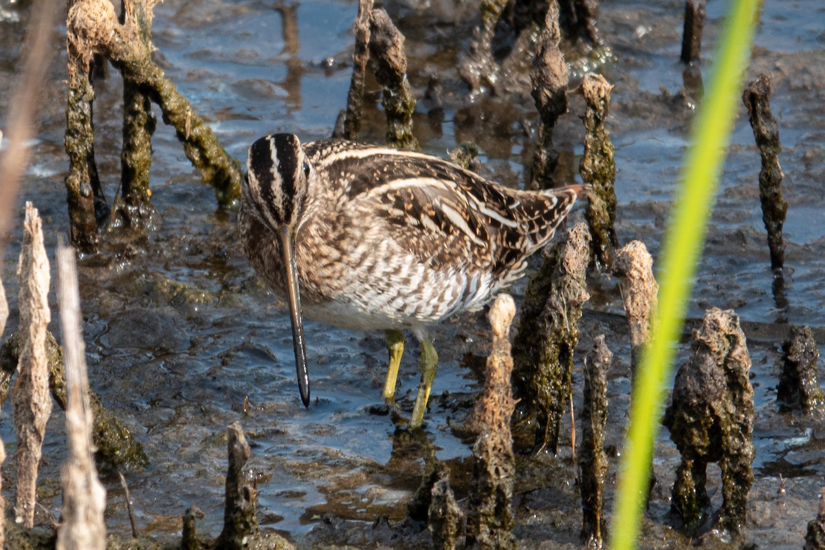 Wilson's Snipe - ML645646799