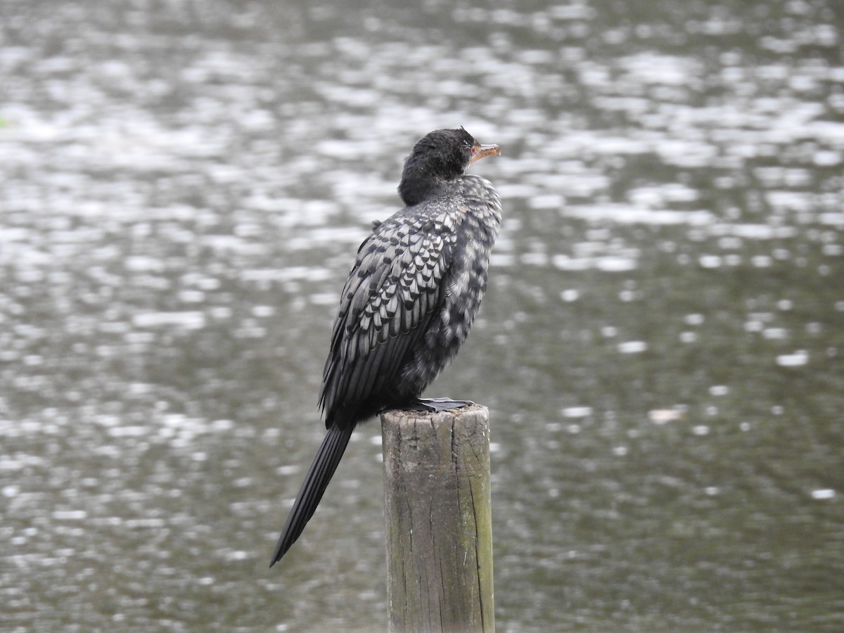 kormorán dlouhoocasý - ML645646801